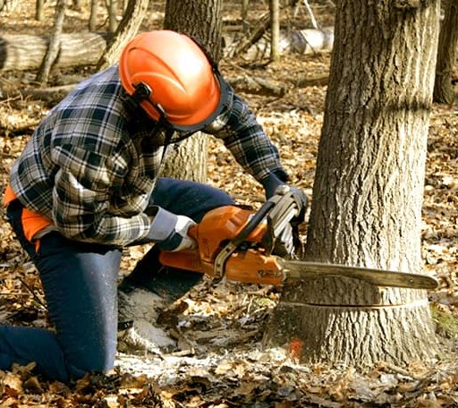 Tree Removal in Mount Lookout, WV